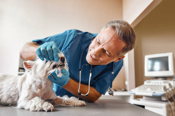 Professional Emergency Dentist in DE